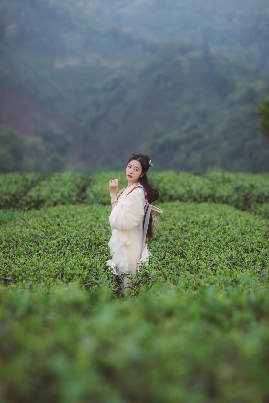 茶园中的白衣美女清新脱俗写真